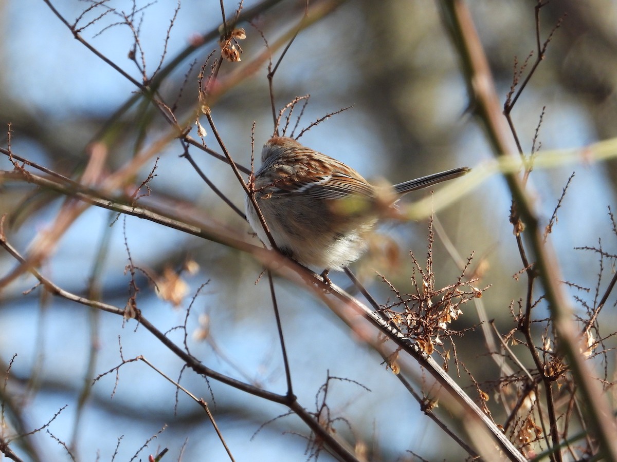 American Tree Sparrow - ML531626441