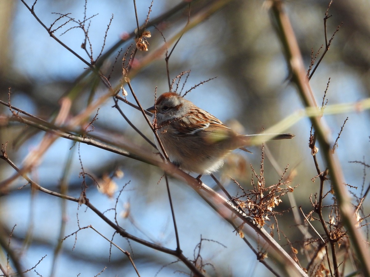 American Tree Sparrow - ML531626451