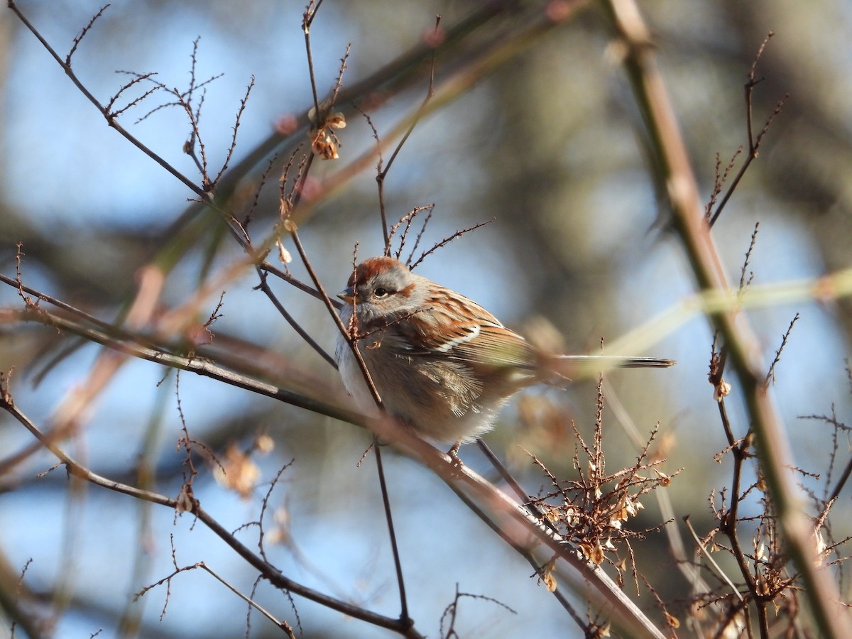 American Tree Sparrow - ML531626461