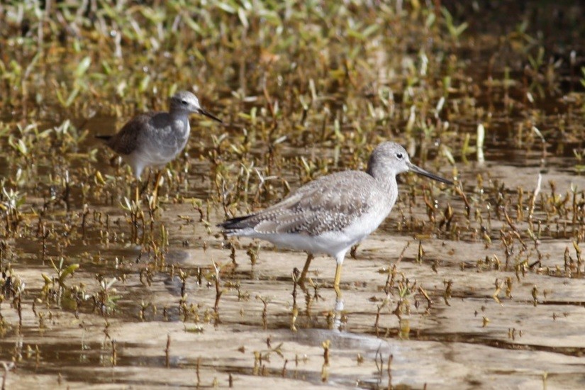 Greater Yellowlegs - ML531626541