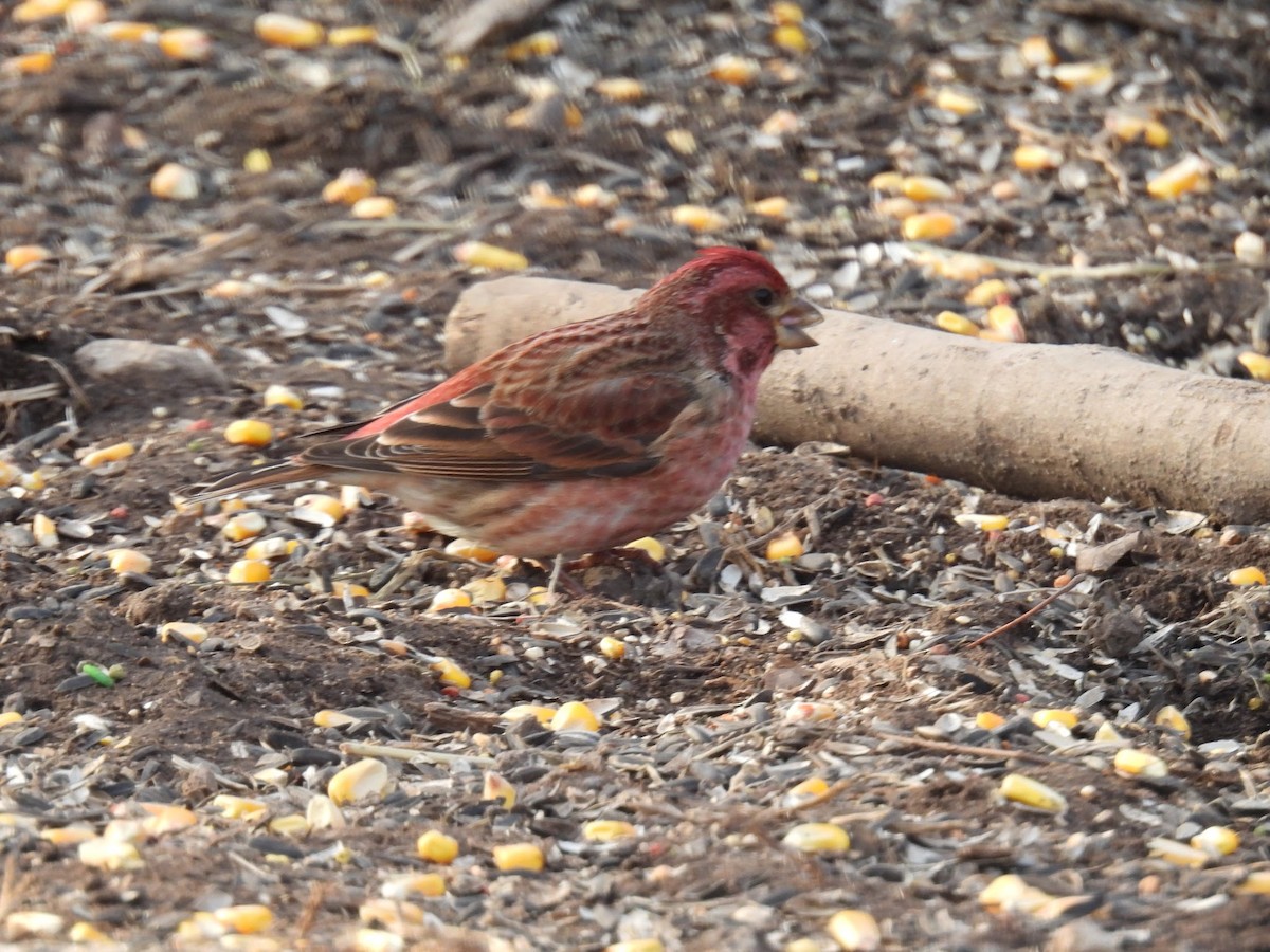 Purple Finch - Elizabeth Brown