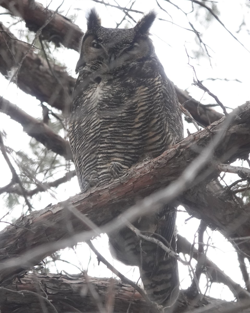 Great Horned Owl - ML531627401