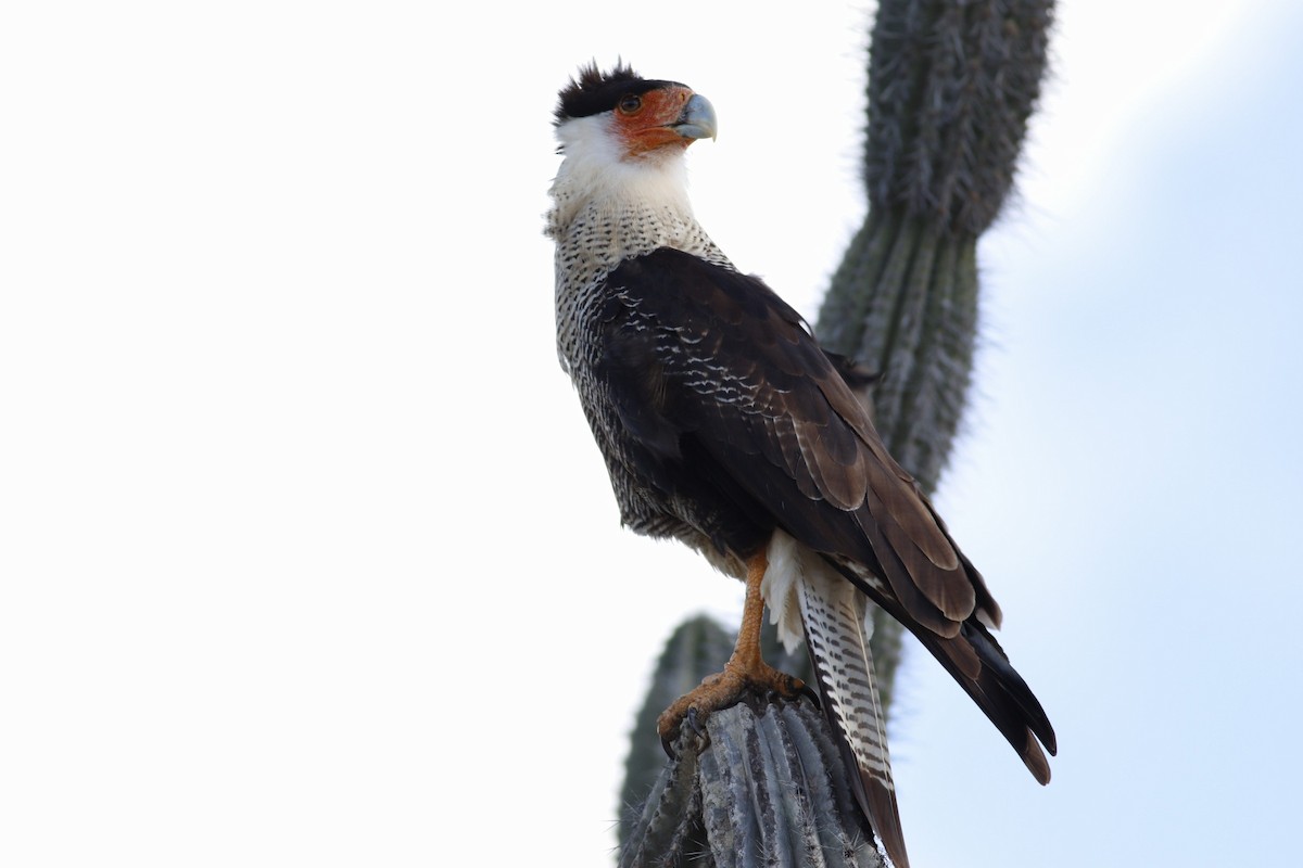 Crested Caracara - Brian O'Connor