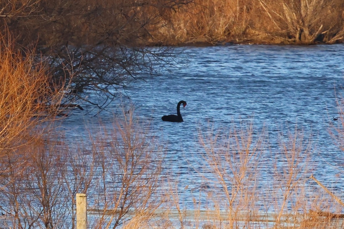 Cisne Negro - ML531628261