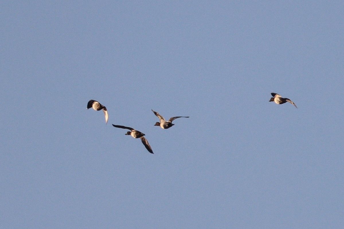 Lesser Scaup - Phil Kenny