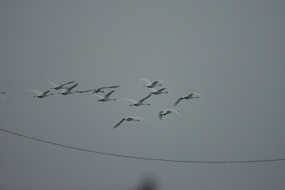 Trumpeter Swan - Kurtis Kuykendall