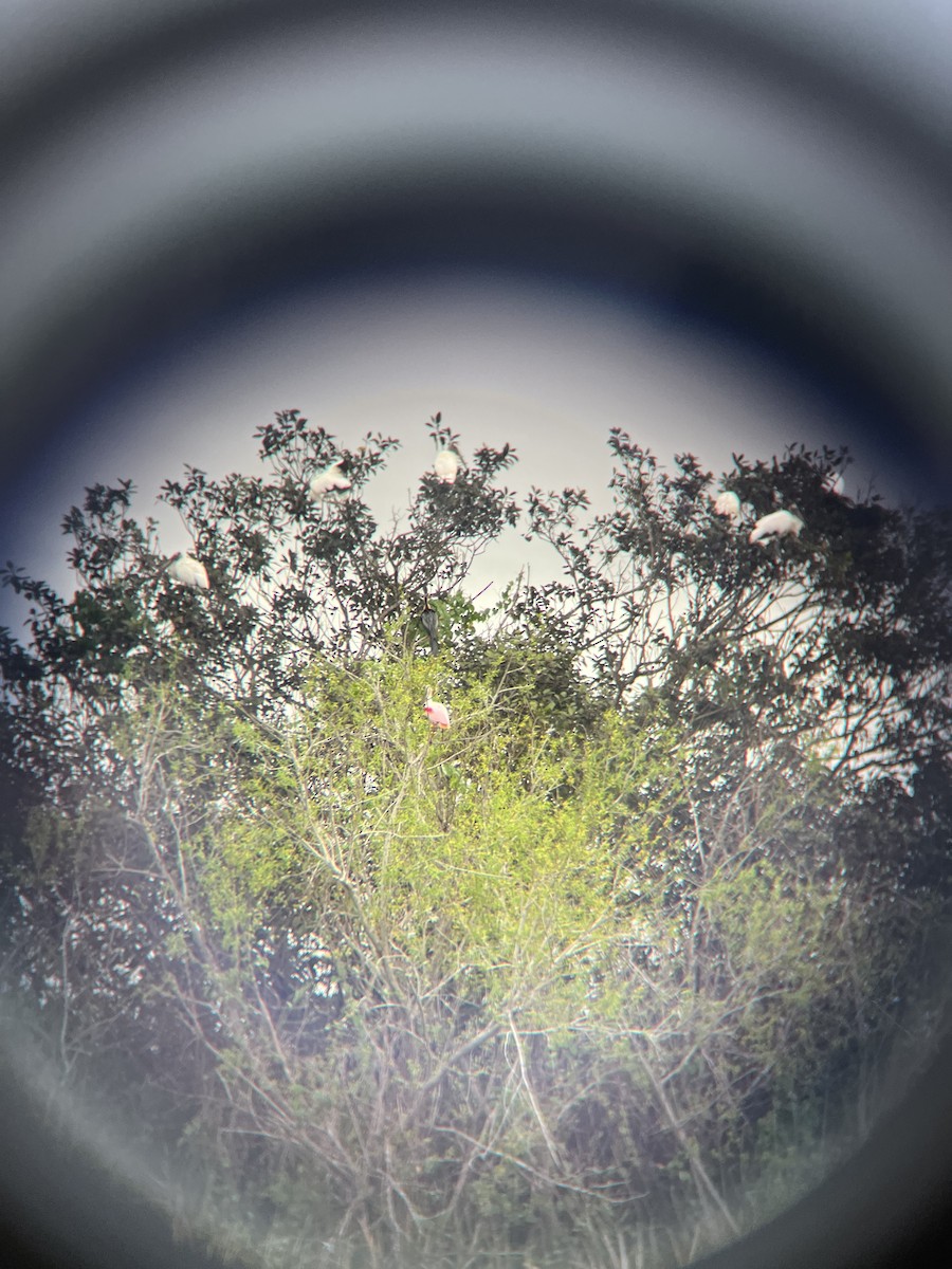 Roseate Spoonbill - ML531629871