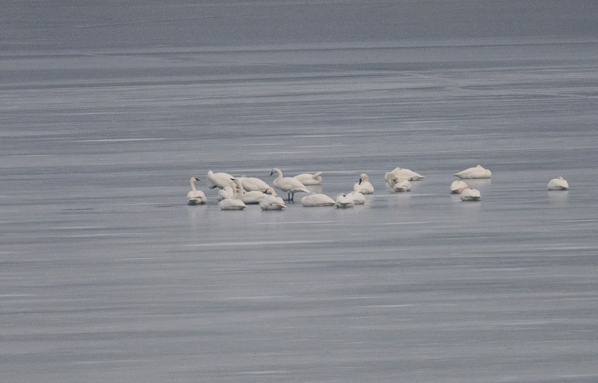 Trumpeter Swan - ML531629891