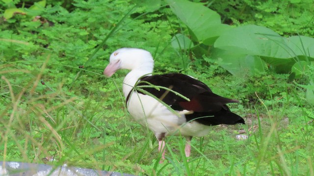 Radjah Shelduck - ML531629931