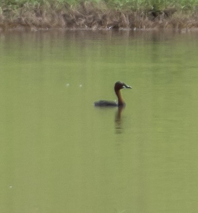 Little Grebe (Tricolored) - ML531630081