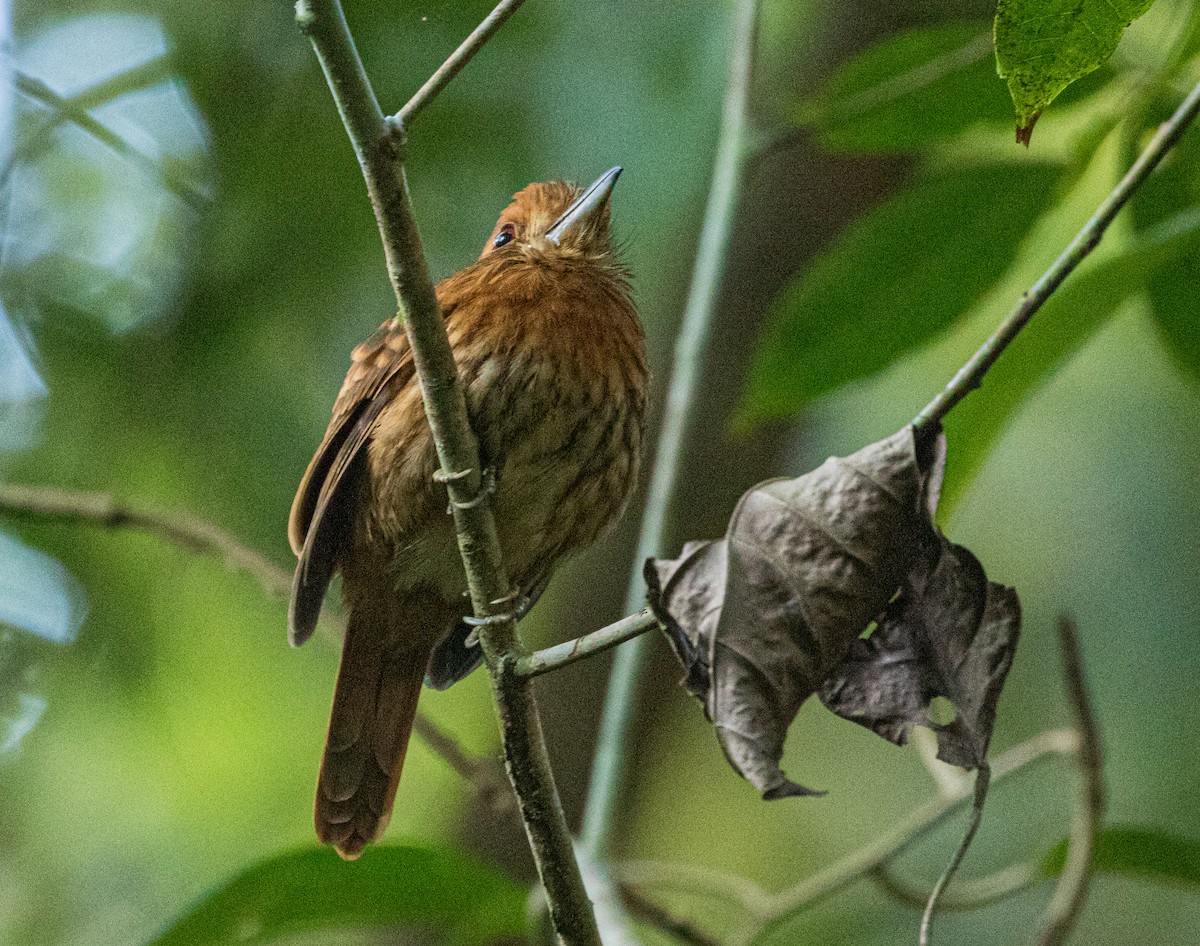 White-whiskered Puffbird - ML531630581