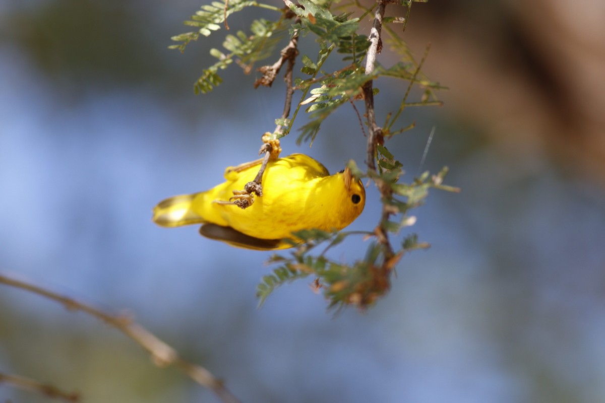 Yellow Warbler - ML531630761