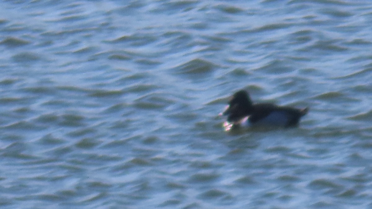 Ring-necked Duck - ML531631261