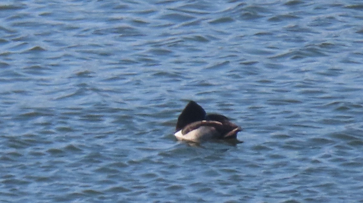 Ring-necked Duck - ML531631341