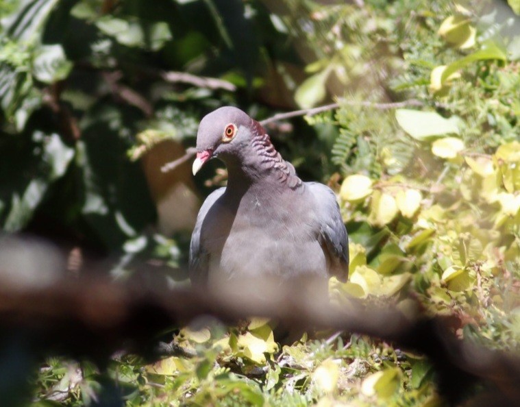 Pigeon à cou rouge - ML531631511