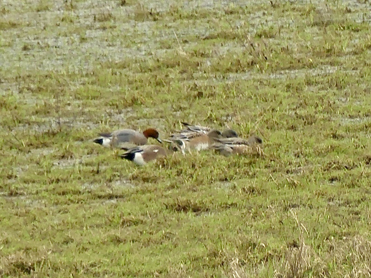 Eurasian Wigeon - ML531631711