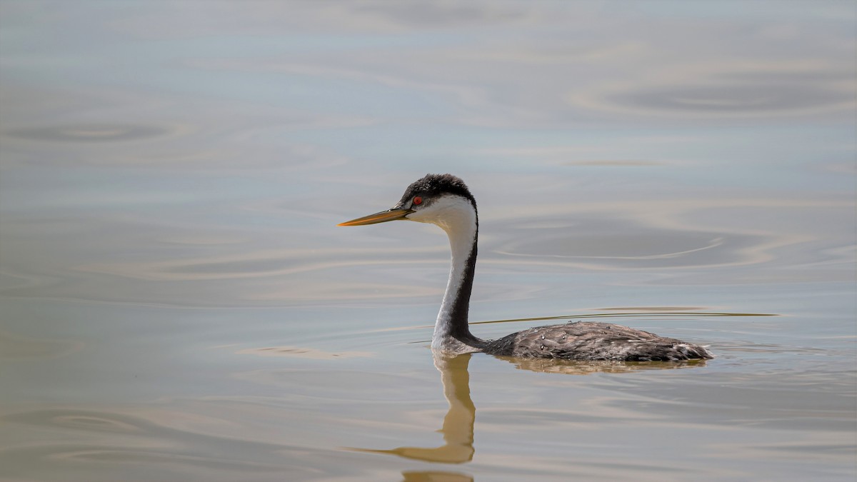 Clark's Grebe - ML531631721