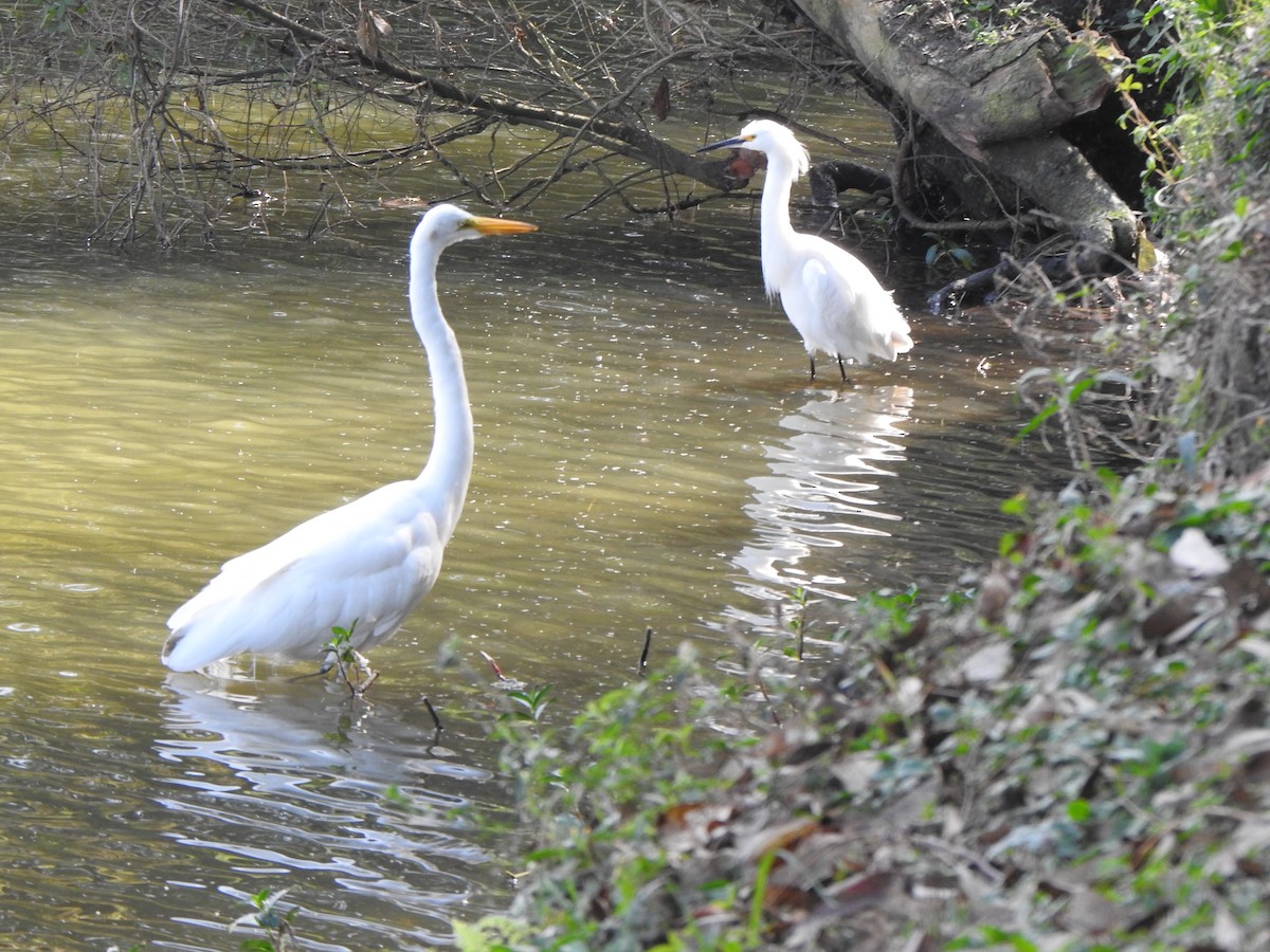 Great Egret - Bev Agler