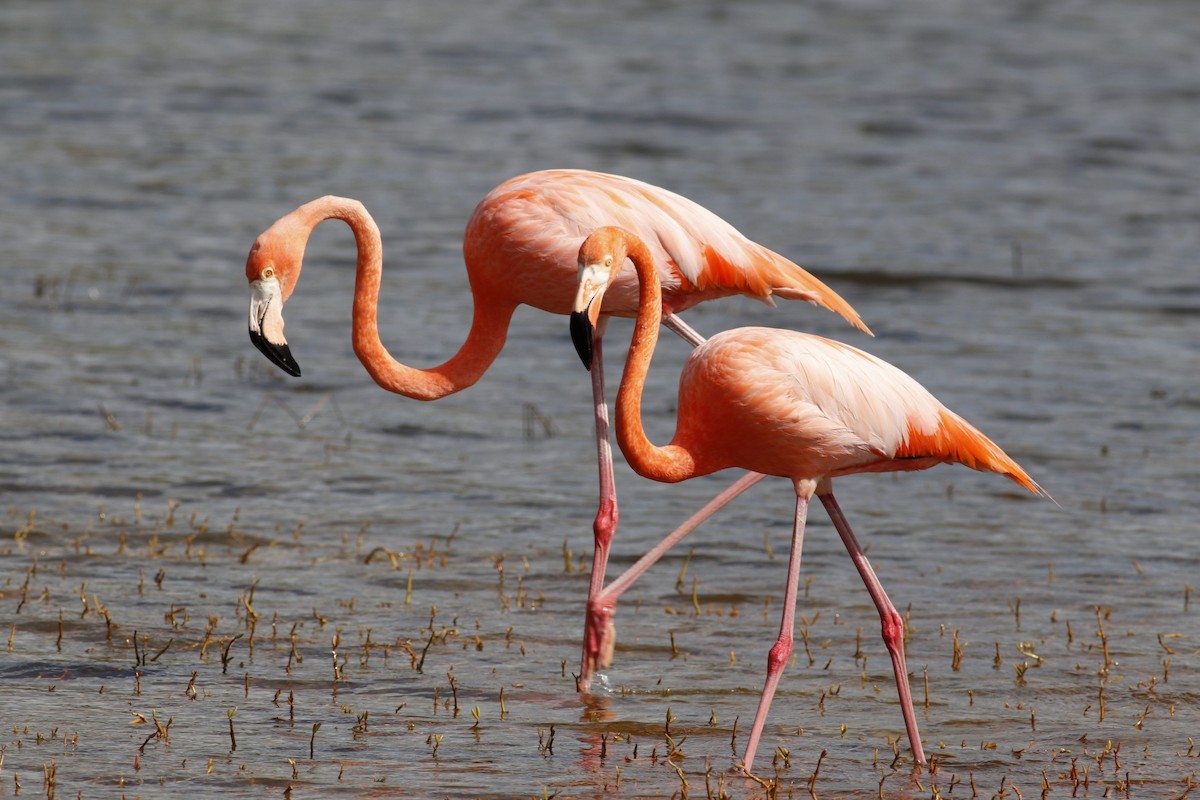 American Flamingo - ML531631831