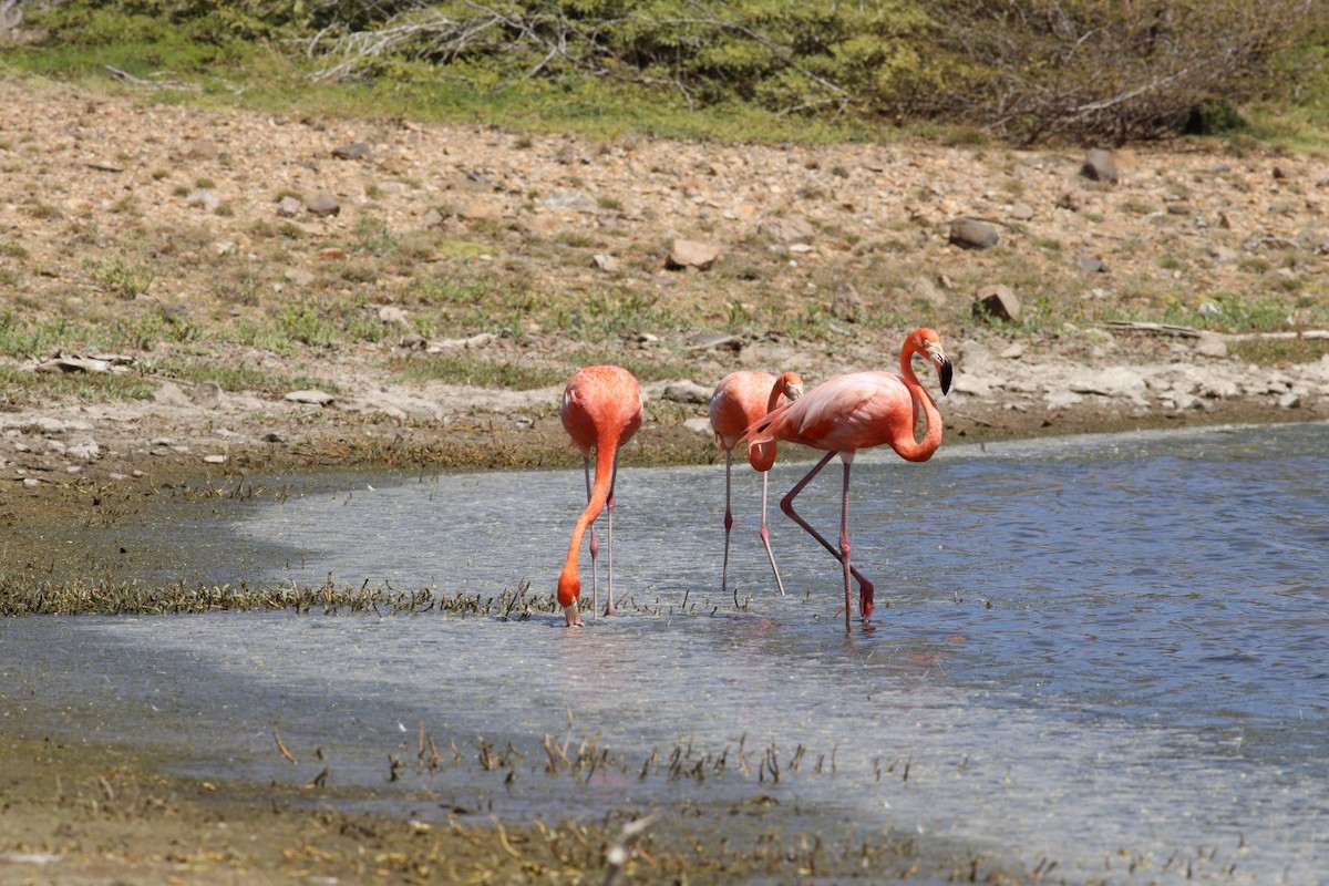 Amerika Flamingosu - ML531631841