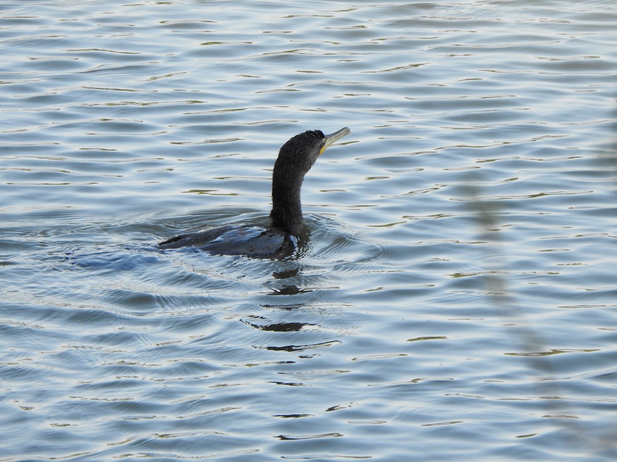 Neotropic Cormorant - ML531632001