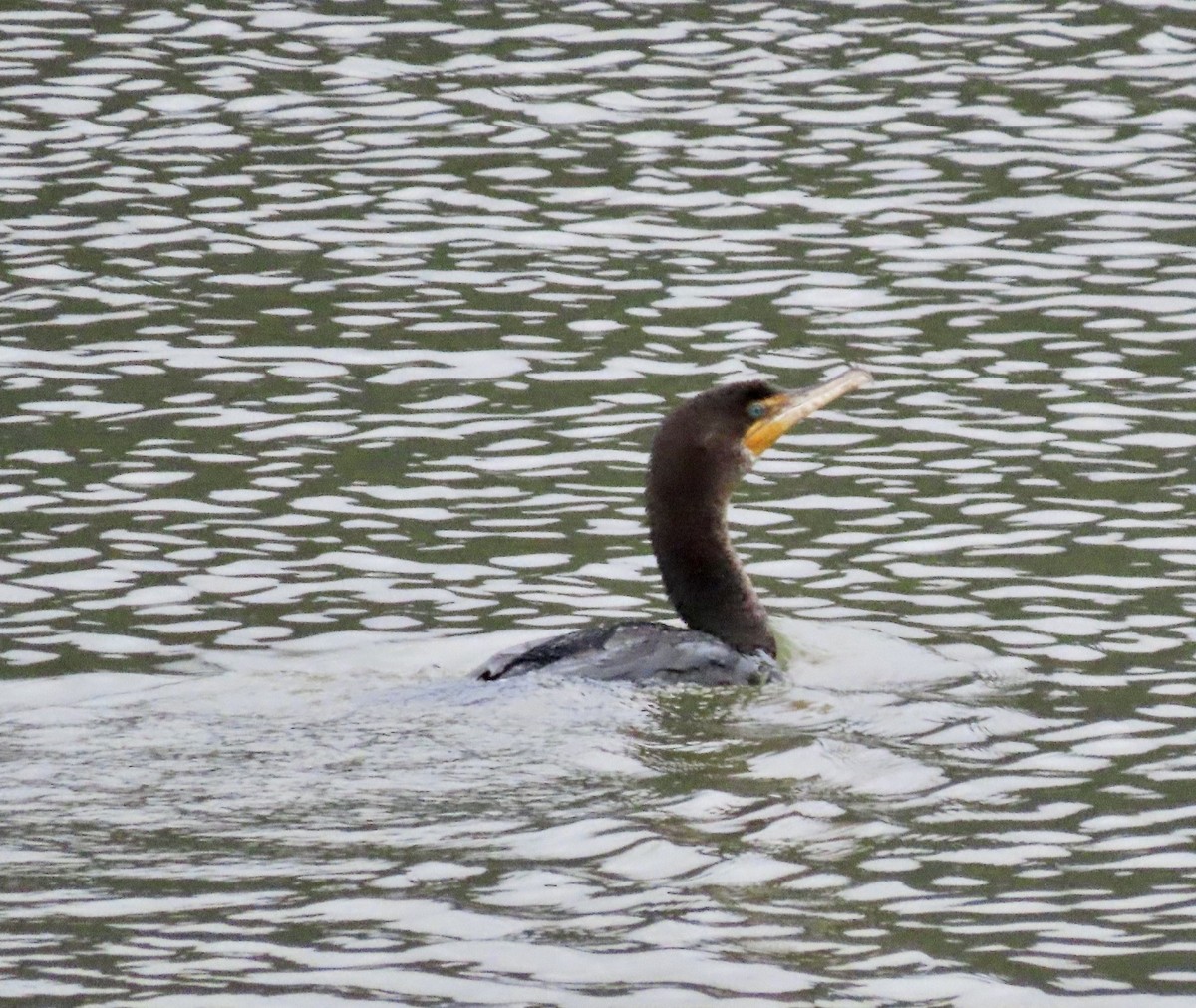 Double-crested Cormorant - ML531632261