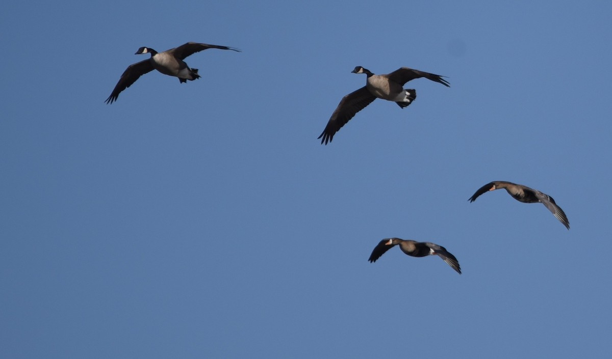 Greater White-fronted Goose - John Fabrycky