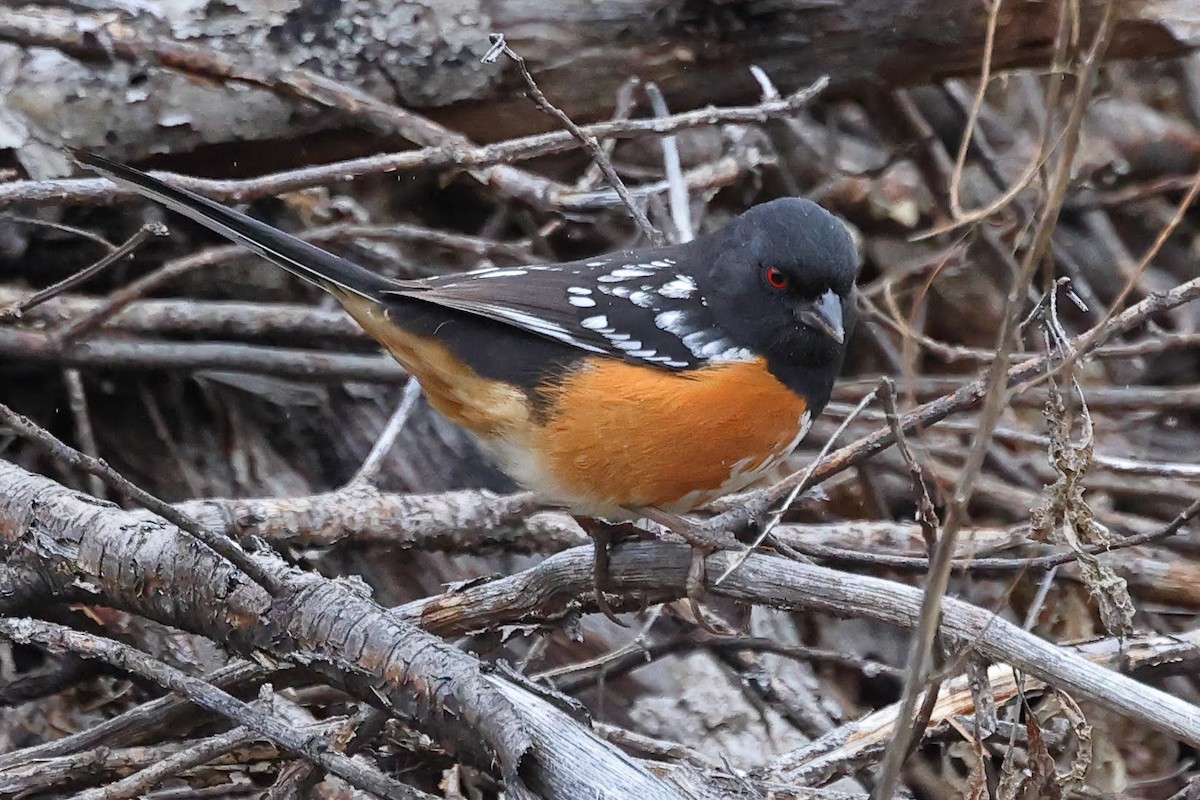 Spotted Towhee - ML531632881