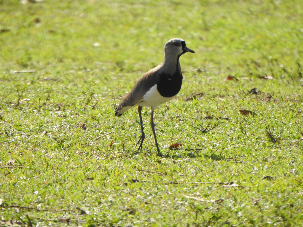 Southern Lapwing - ML531632921