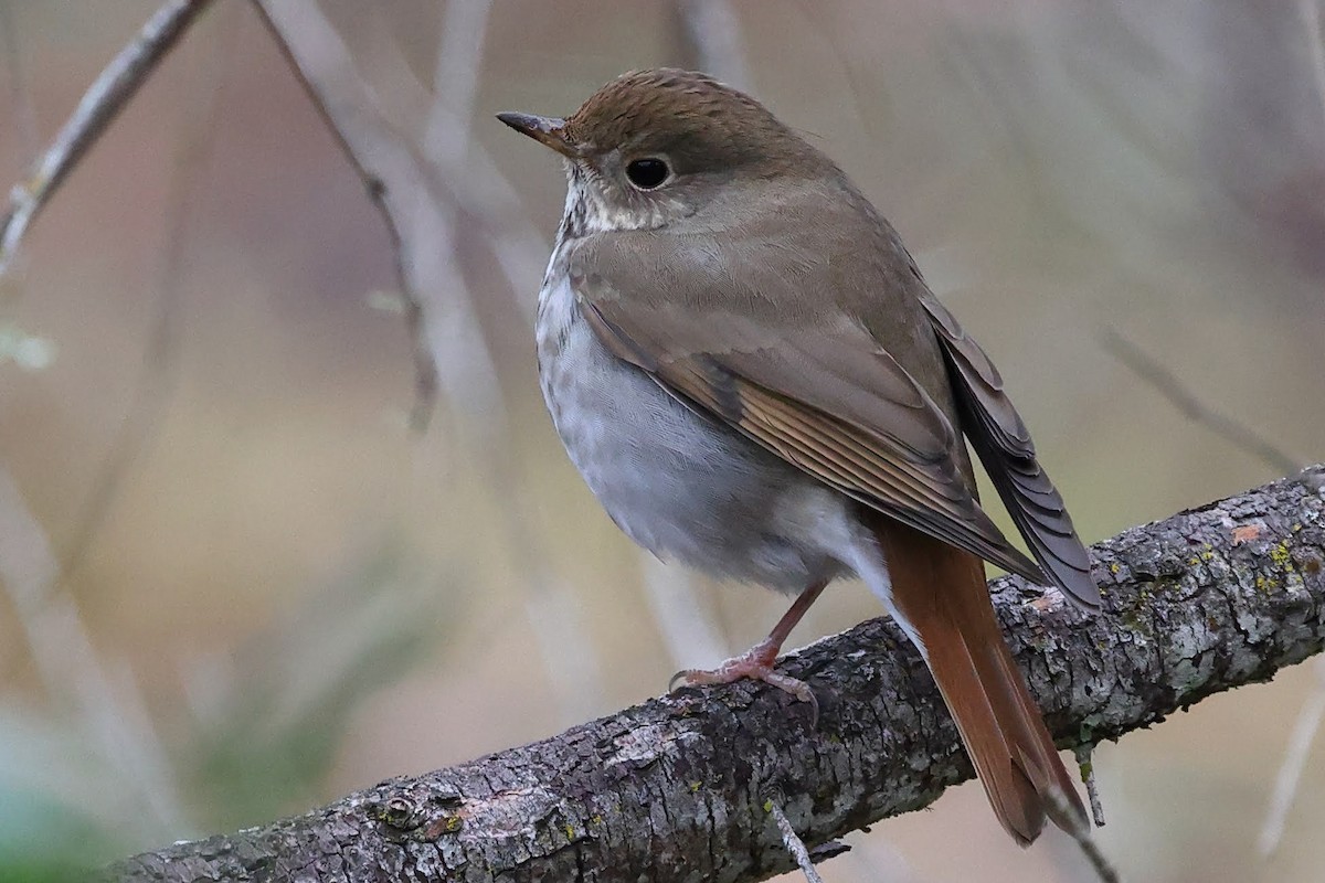 Hermit Thrush - ML531633681