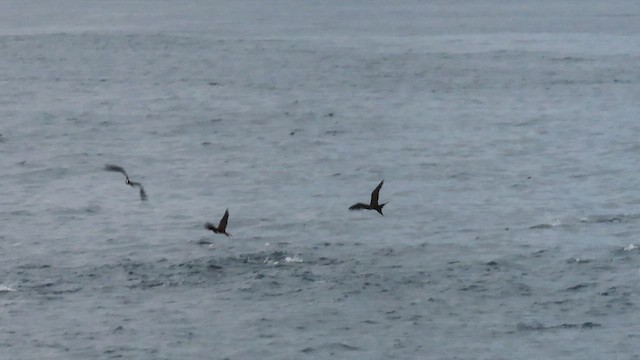 Lesser Frigatebird - ML531634741