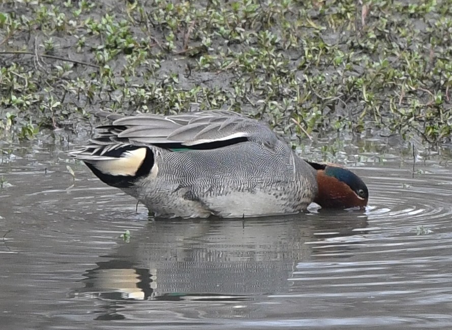 Green-winged Teal (Eurasian x American) - ML531634921