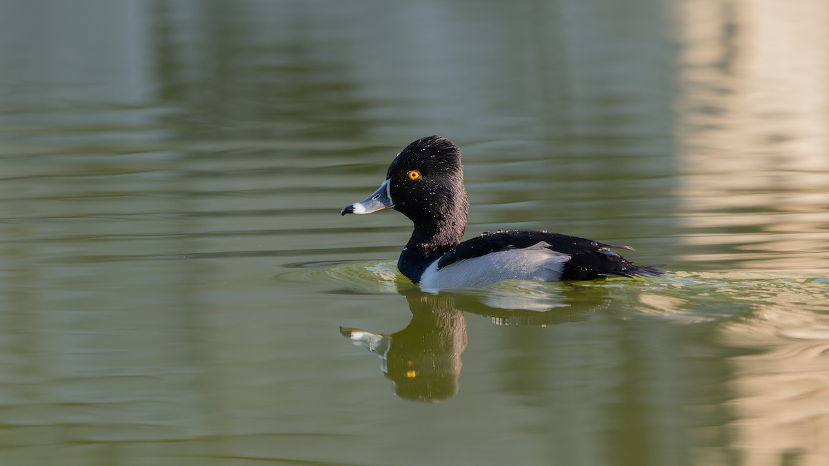 Ring-necked Duck - ML531635991