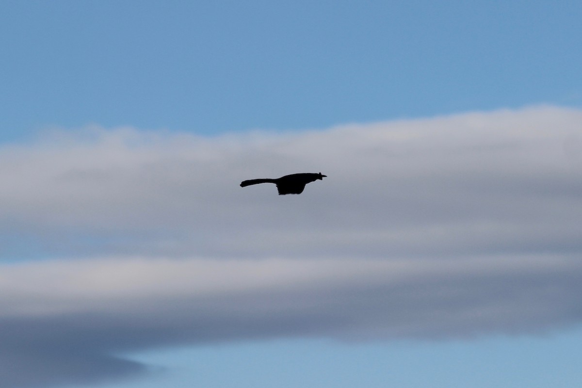 Great-tailed Grackle - ML53163701