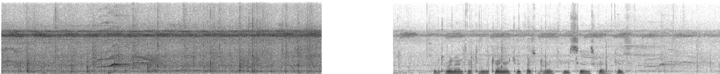 riflingspett (grammicus gr.) - ML531639271