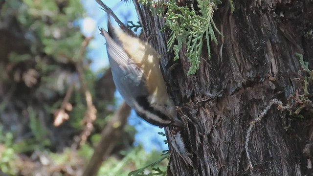 Red-breasted Nuthatch - ML531639851