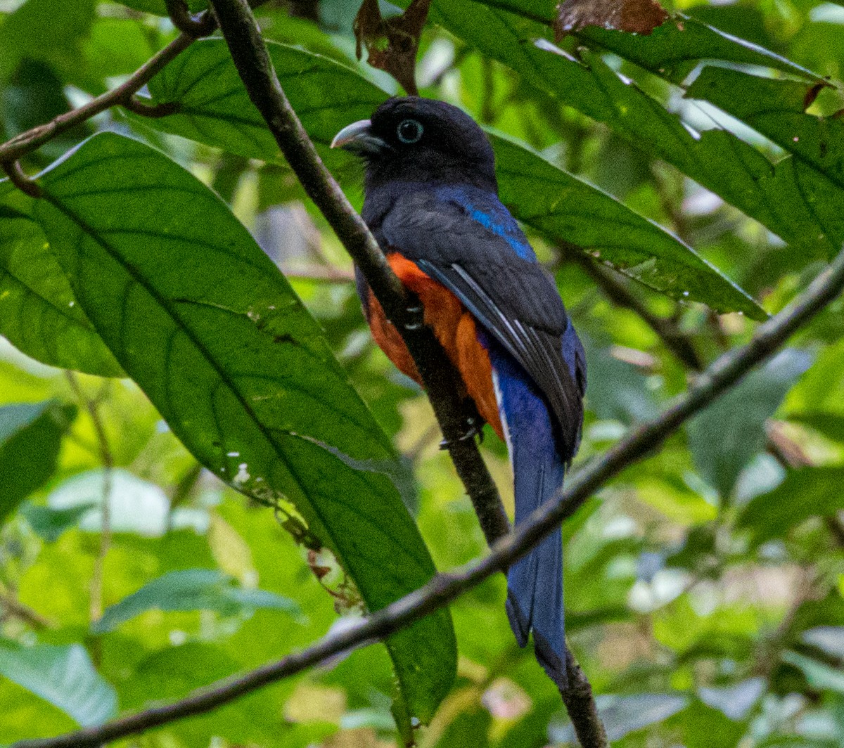 Baird's Trogon - ML531640571