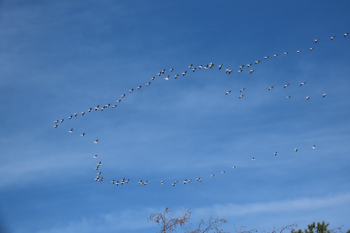 American White Pelican - ML531640771