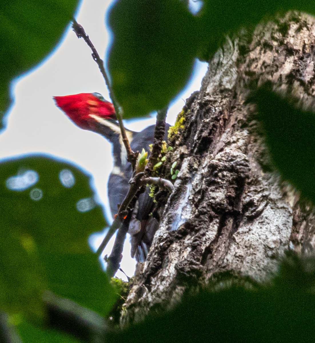 Pale-billed Woodpecker - Mhairi McFarlane