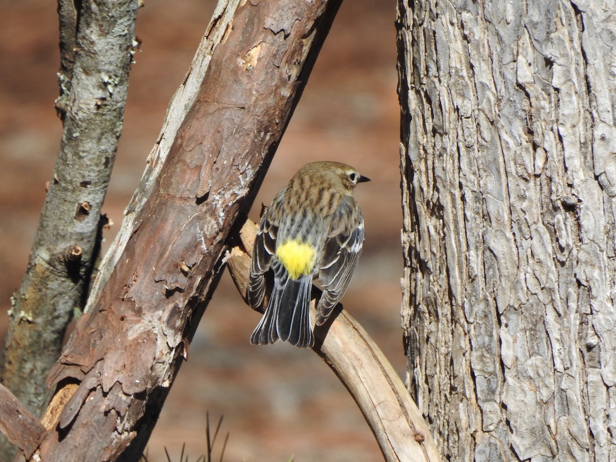 Yellow-rumped Warbler - ML531642261