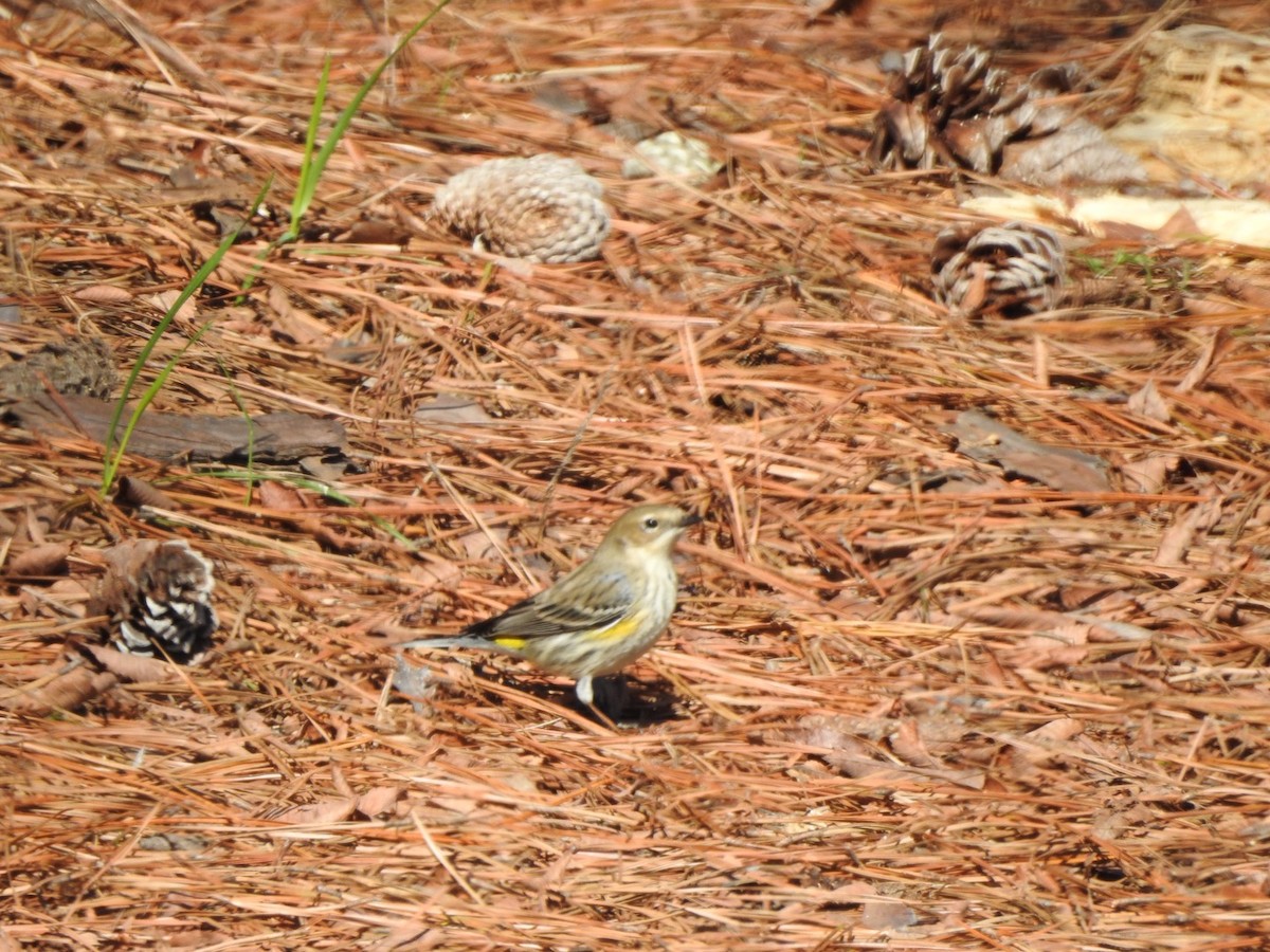 Yellow-rumped Warbler - ML531642271