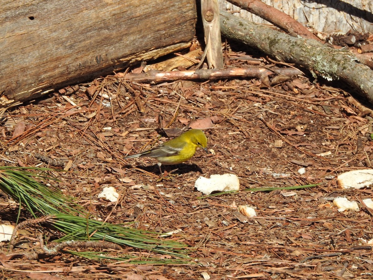 Pine Warbler - ML531642471