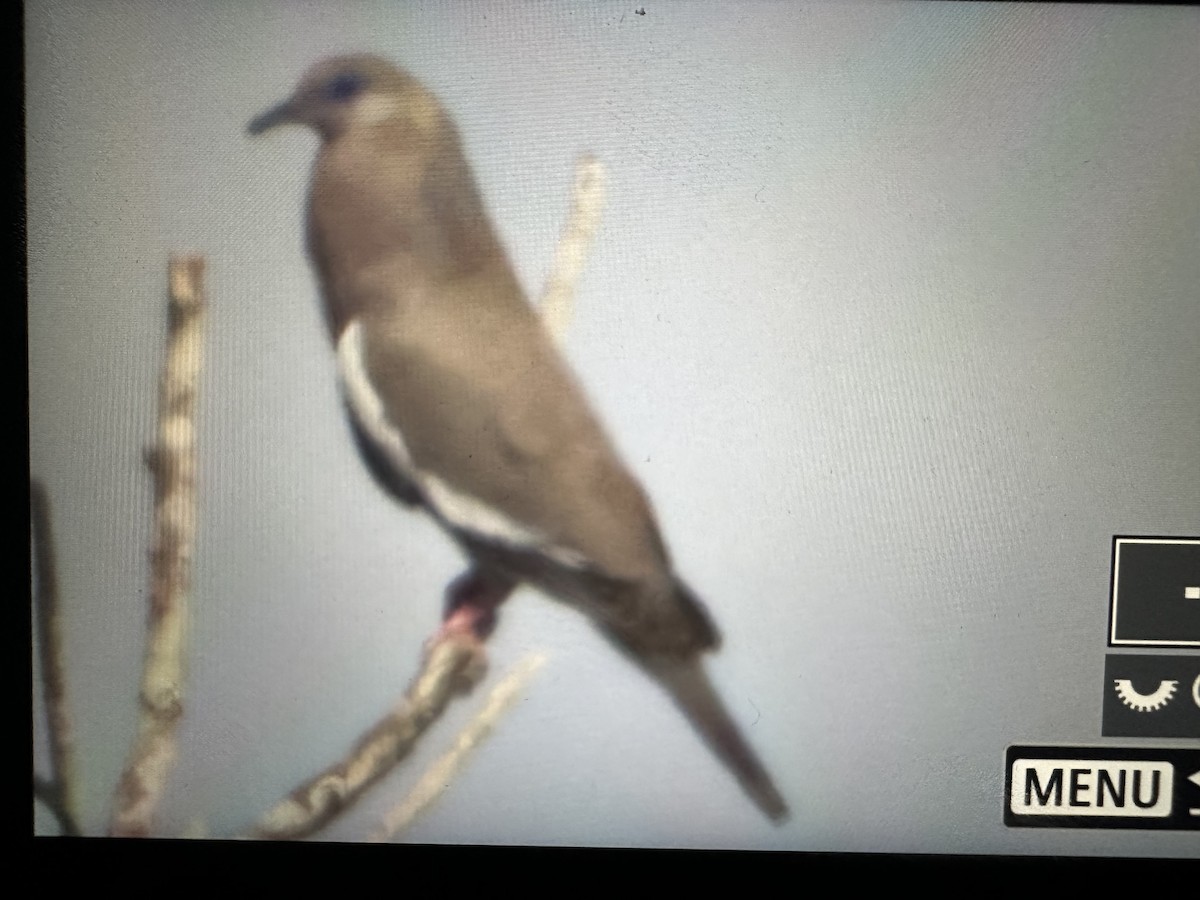 West Peruvian Dove - ML531642511