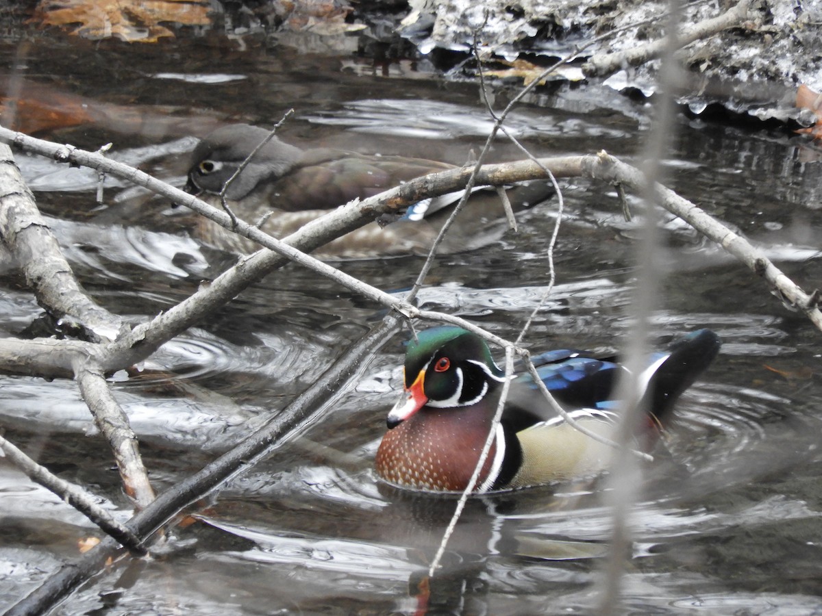 Wood Duck - Laura Markley