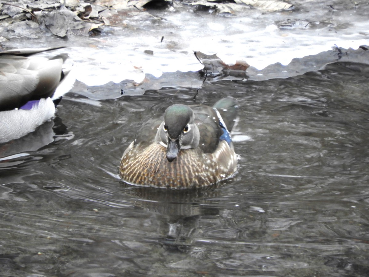 Wood Duck - ML531642661