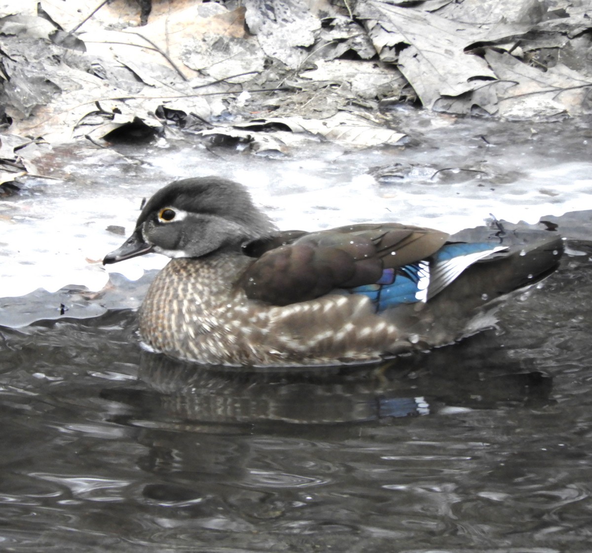 Wood Duck - Laura Markley