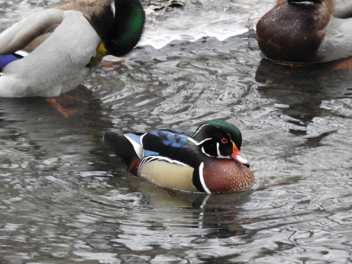 Wood Duck - ML531642821