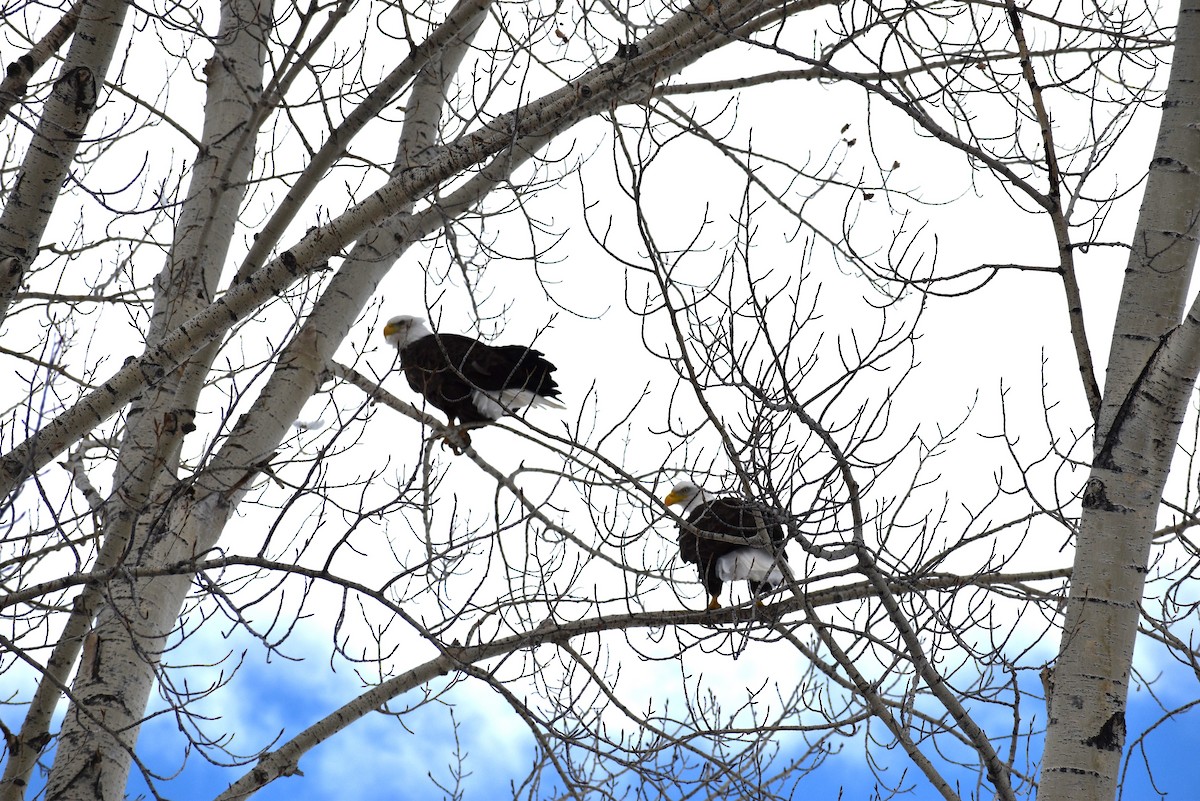 Weißkopf-Seeadler - ML531643681