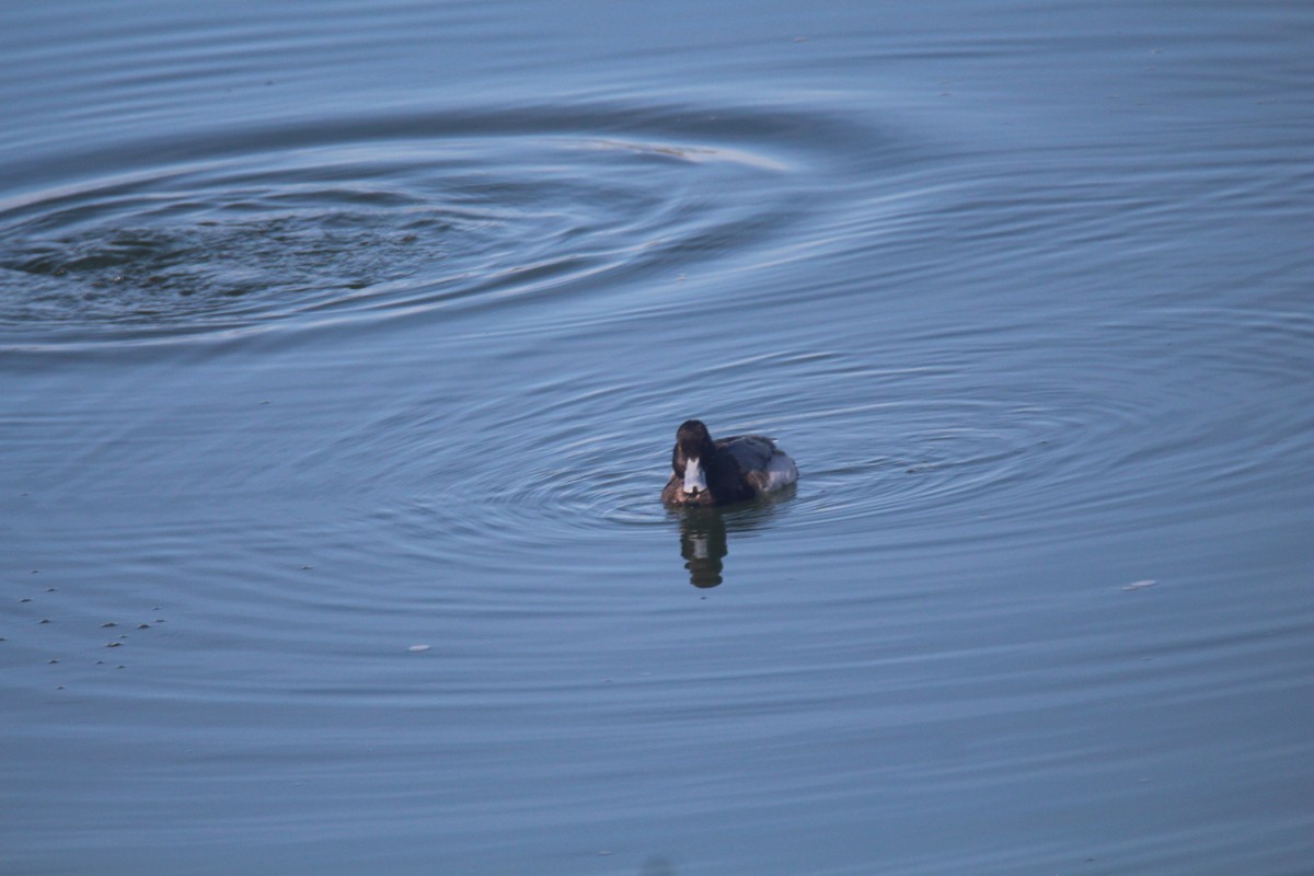 Lesser Scaup - ML531643701