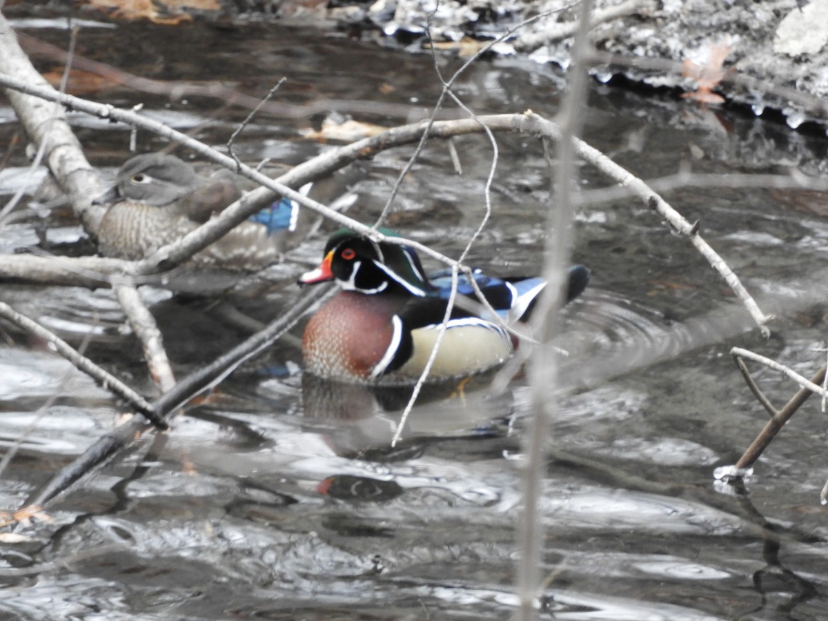 Wood Duck - ML531644001